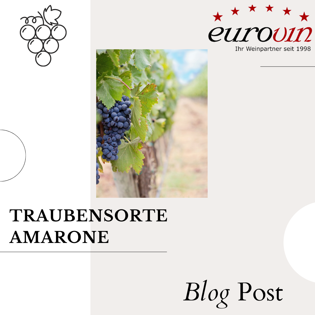 Amarone Wein